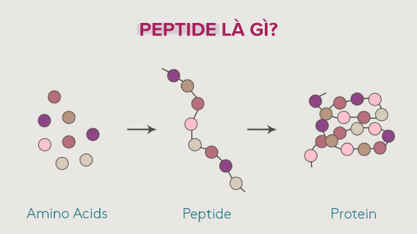 Cấu trúc của Peptides