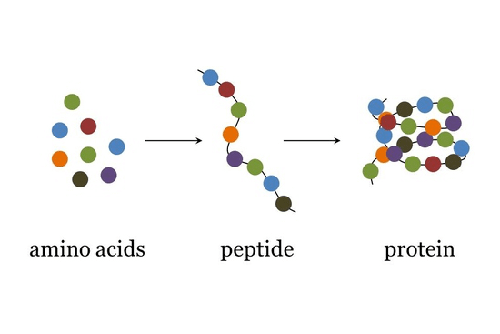 peptides là gì